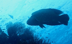 Raja Ampat 2016 - Cheilinus undulatus - Humphead Wrasse - Poisson Napoleon - IMG_4576_rc